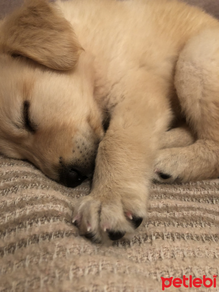 Golden Retriever, Köpek  Mia fotoğrafı