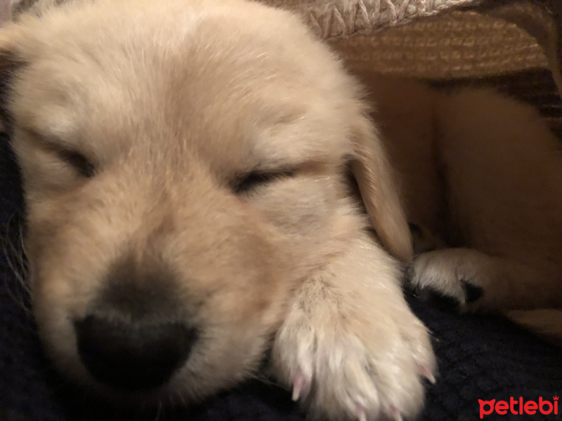 Golden Retriever, Köpek  Mia fotoğrafı