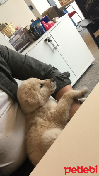 Golden Retriever, Köpek  Mia fotoğrafı