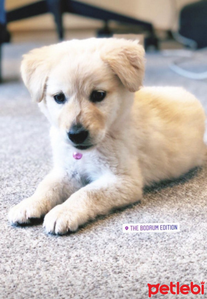 Golden Retriever, Köpek  Mia fotoğrafı