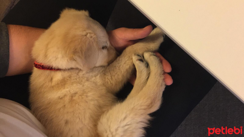 Golden Retriever, Köpek  Mia fotoğrafı