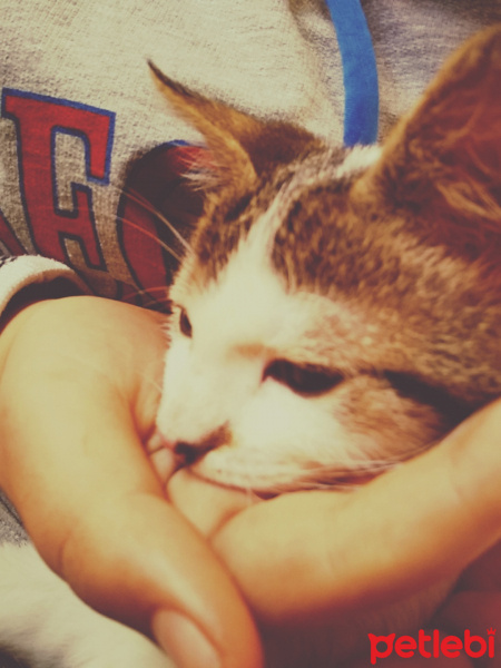 Tekir Kedi, Kedi  Sütlaç fotoğrafı