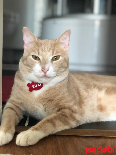 Sarman, Kedi  Rıfkı fotoğrafı