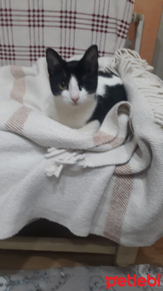 Tuxedo (Smokin) Kedi, Kedi  Fincan fotoğrafı