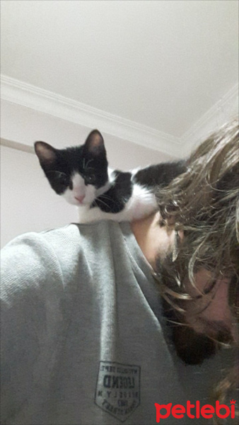Tuxedo (Smokin) Kedi, Kedi  Fincan fotoğrafı