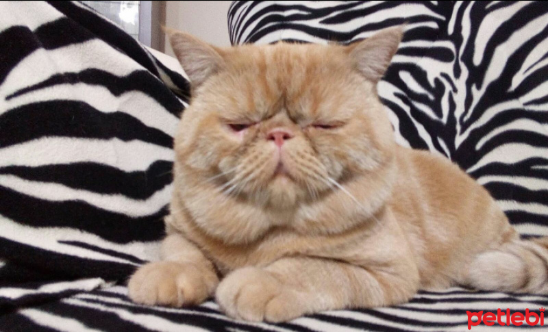 Exotic Shorthair, Kedi  Tarçın fotoğrafı