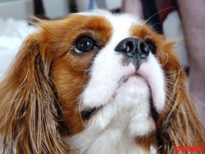 King Charles Spaniel, Köpek  LOUİS fotoğrafı