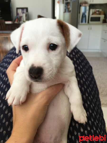 Jack Russell Terrier, Köpek  Rody fotoğrafı