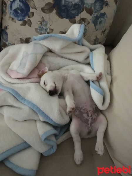 Jack Russell Terrier, Köpek  Rody fotoğrafı