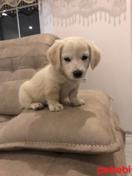 Golden Retriever, Köpek  BOB fotoğrafı