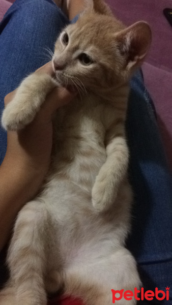 Sarman, Kedi  6.5 aylık erkek dış-iç parazit yapıldı acil yuva!! fotoğrafı
