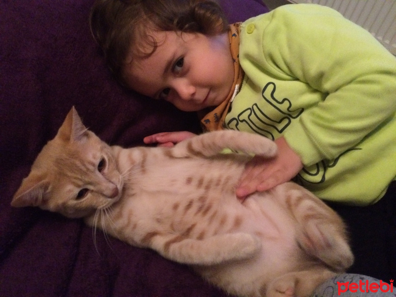 Sarman, Kedi  6.5 aylık erkek dış-iç parazit yapıldı acil yuva!! fotoğrafı