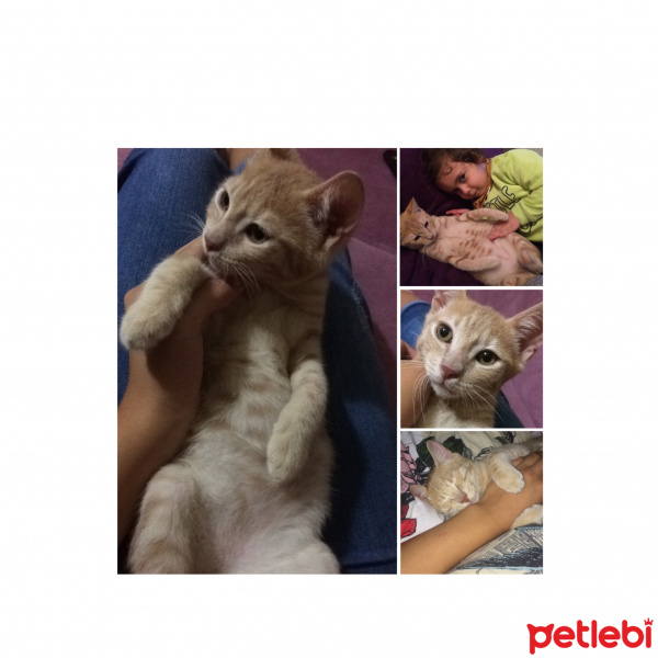 Sarman, Kedi  6.5 aylık erkek dış-iç parazit yapıldı acil yuva!! fotoğrafı