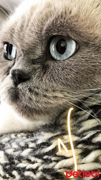 Scottish Fold, Kedi  Çiko fotoğrafı