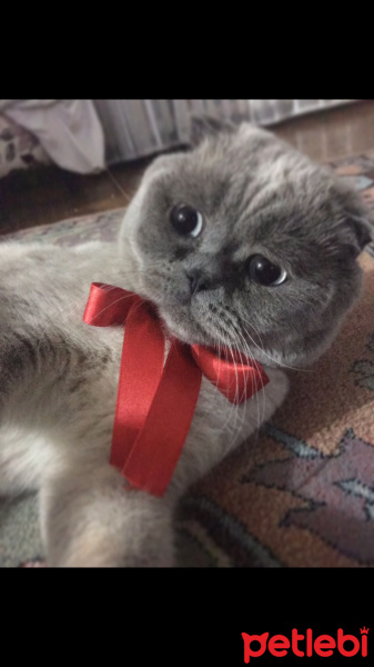 Scottish Fold, Kedi  Çiko fotoğrafı