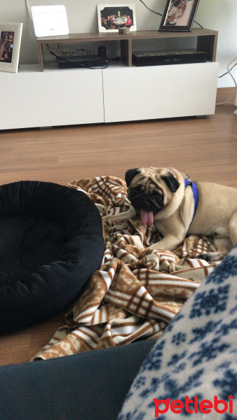 Pug, Köpek  Tosun fotoğrafı
