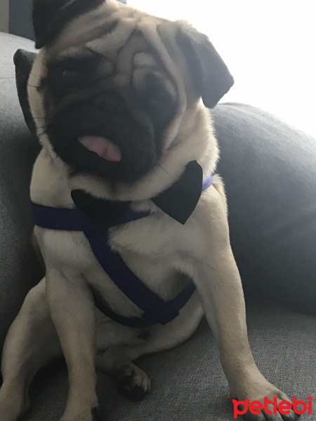 Pug, Köpek  Tosun fotoğrafı
