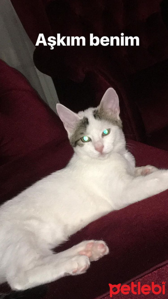 Tekir Kedi, Kedi  Balım fotoğrafı