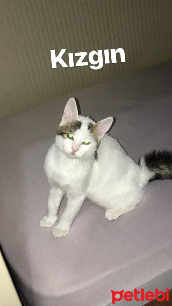 Tekir Kedi, Kedi  Balım fotoğrafı