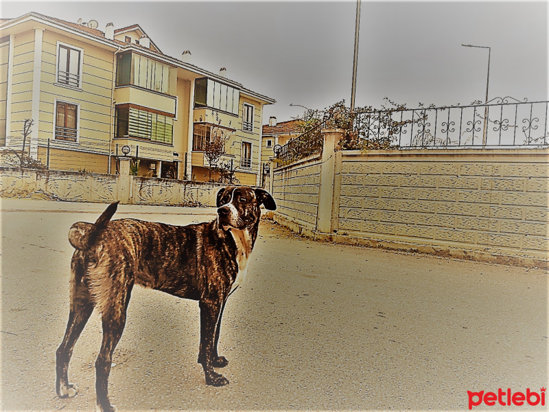 Amerikan Pitbull Terrier, Köpek  patron fotoğrafı