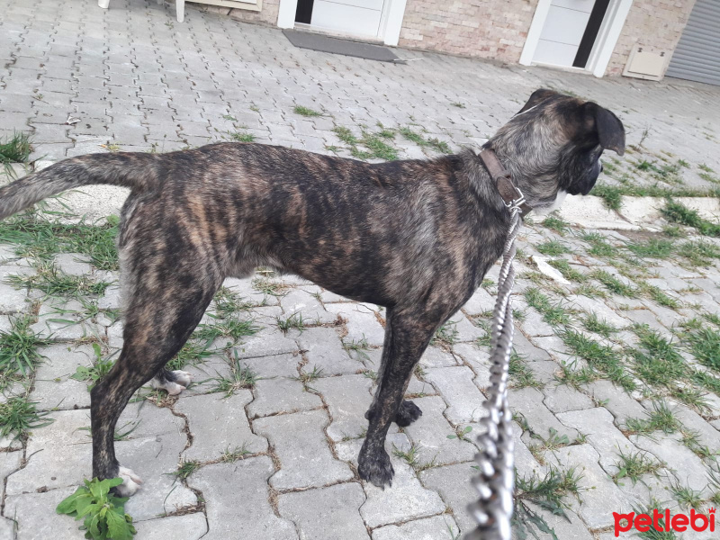 Amerikan Pitbull Terrier, Köpek  patron fotoğrafı