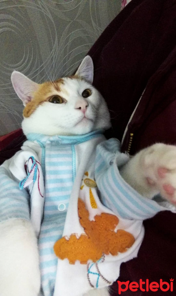 Tekir Kedi, Kedi  Puding fotoğrafı