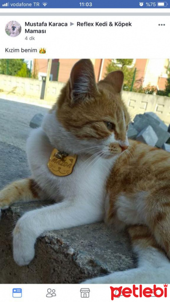 Sarman, Kedi  Mazda fotoğrafı
