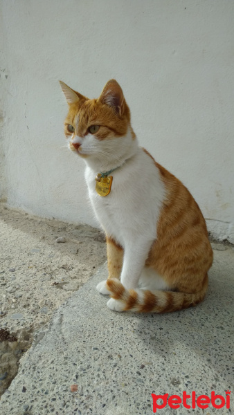 Sarman, Kedi  Mazda fotoğrafı