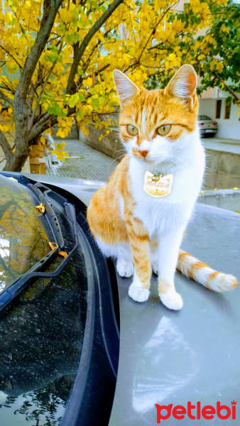 Sarman, Kedi  Mazda fotoğrafı