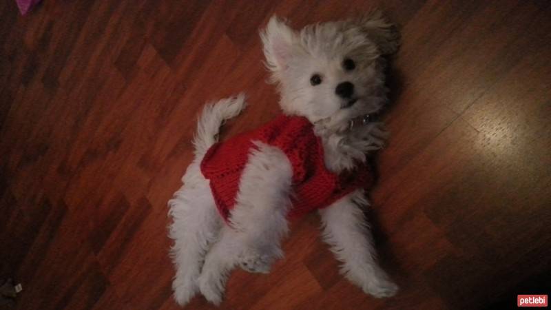 Maltese, Köpek  Bıdık fotoğrafı