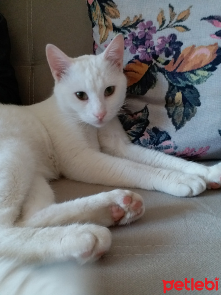 Van Kedisi, Kedi  Pamuk fotoğrafı