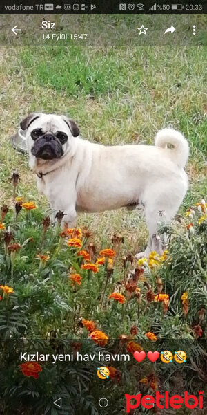 Pug, Köpek  Ceyar fotoğrafı