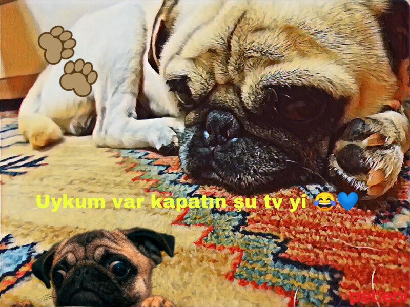 Pug, Köpek  Ceyar fotoğrafı