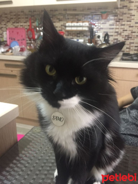 Tuxedo (Smokin) Kedi, Kedi  ŞAMO fotoğrafı