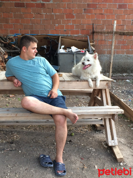 Amerikan Eskimo, Köpek  Pamuk fotoğrafı