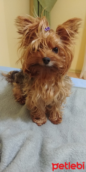 Yorkshire Terrier, Köpek  Betty fotoğrafı