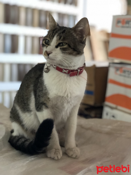 Tekir Kedi, Kedi  ELMAS fotoğrafı