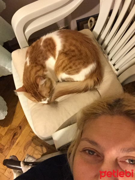 Sarman, Kedi  misir fotoğrafı