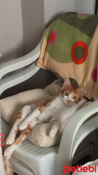 Sarman, Kedi  misir fotoğrafı