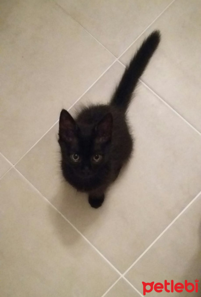 Bombay, Kedi  Tori fotoğrafı