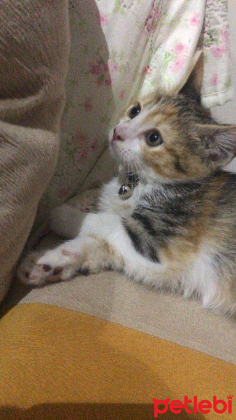 Tekir Kedi, Kedi  Pıtırcık fotoğrafı