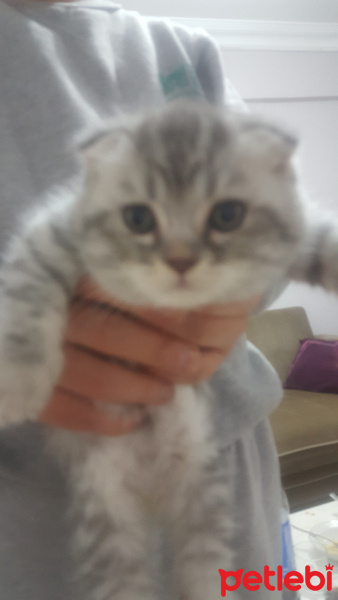 Scottish Fold, Kedi  Ponciko fotoğrafı