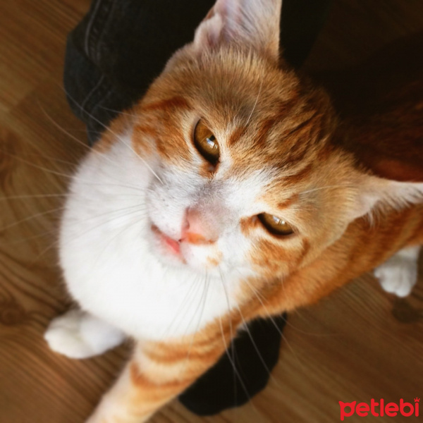 Sarman, Kedi  Mari fotoğrafı