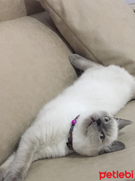 British Shorthair, Kedi  Sırrı fotoğrafı