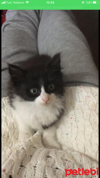 Tuxedo (Smokin) Kedi, Kedi  Smokin fotoğrafı