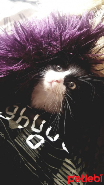 Tuxedo (Smokin) Kedi, Kedi  Smokin fotoğrafı