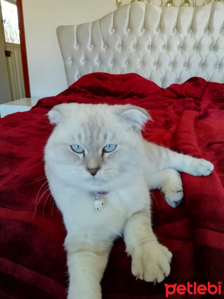 Scottish Fold, Kedi  Köpük fotoğrafı