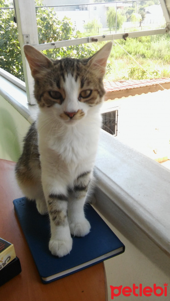 Scottish Fold, Kedi  Köpük fotoğrafı