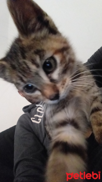 Soke, Kedi  Mia fotoğrafı