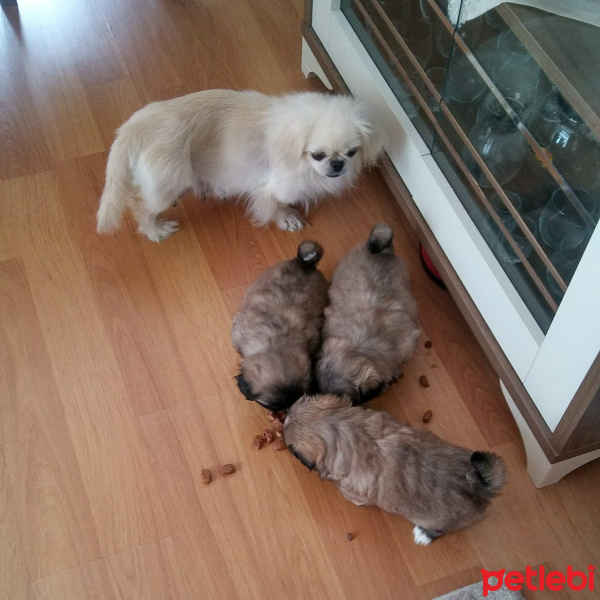 Pekingese, Köpek  Leydi fotoğrafı